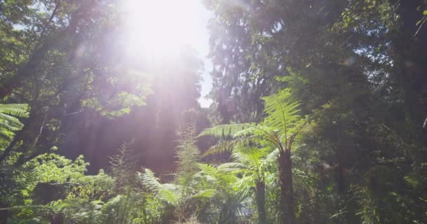 Couple Nouvelle Zélande Randonnée Dans Forêt Marécageuse Prendre Des Photos — Video