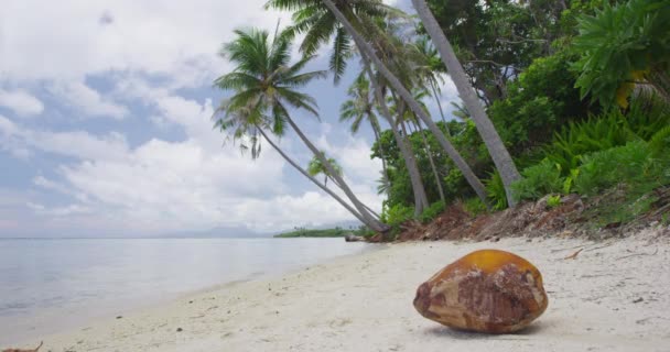 Vacanze Mare Viaggi Vacanze Polinesia Francese Spiaggia Paradisiaca Con Noce — Video Stock