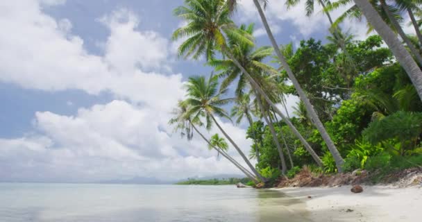 Beach Semester Resor Franska Polynesien Paradisstrand Med Palmer Video Från — Stockvideo