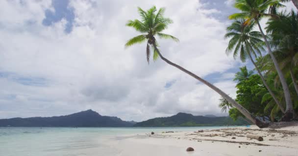 Fransız Polinezyası Nda Sahil Tatili Tatili Palmiyeli Cennet Kumsalı Motu — Stok video