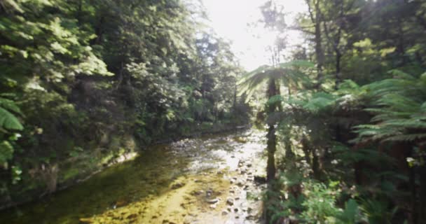 森林背景不集中 来自新西兰国家公园的Abel Tasman森林小河 红色Epic慢速运动 — 图库视频影像