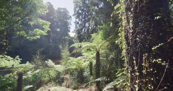 Casal Nova Zelândia Caminhadas Floresta Pantanosa Tirando Fotos Ship Creek — Vídeo de Stock