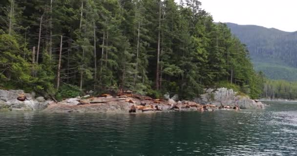 Seelöwen British Columbia Große Seelöwengruppe Auf Felsen Wunderschöner Fjordlandschaft Der — Stockvideo