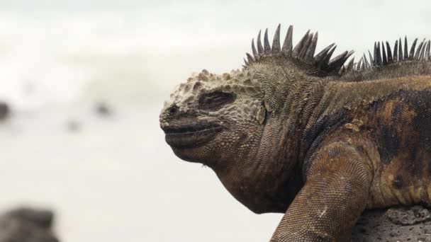 在圣克鲁斯岛托尔图加湾海滩的岩石上 加拉帕戈斯群岛海洋伊瓜纳岛在阳光下的特写 海洋鬣蜥是加拉帕戈斯群岛特有的物种 厄瓜多尔的动物 野生生物和自然 — 图库视频影像