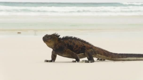 在加拉帕戈斯群岛托尔图加湾散步的海洋伊瓜纳 加拉帕戈斯群岛圣克鲁斯岛上海滩上的雄性海鬣蜥 厄瓜多尔 南美洲的动物 野生动物和美丽的自然景观 — 图库视频影像