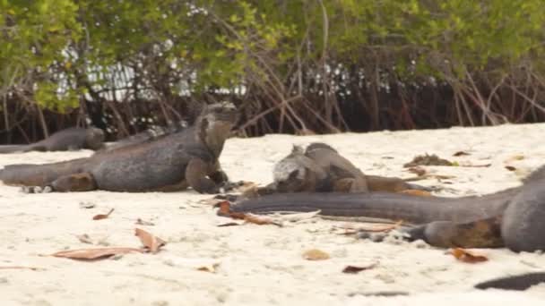 Animais Das Ilhas Galápagos Iguanas Marinhas Descansando Praia Baía Tortuga — Vídeo de Stock