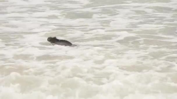 加拉帕戈斯群岛动物 海伊瓜纳在托尔图加湾海滩的海洋中游泳 加拉帕戈斯群岛圣克鲁斯岛上的海洋鬣蜥 野生生物和令人惊奇的自然 — 图库视频影像