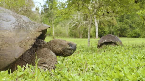 Tartaruga Delle Galapagos Che Mangia Erba Sull Isola Santa Cruz — Video Stock