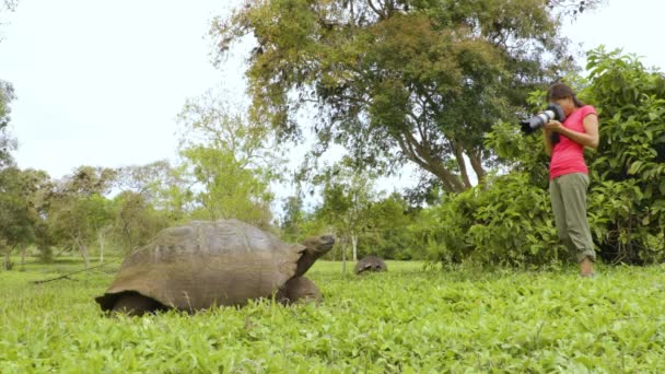 加拉帕戈斯群岛野生动物摄影师和游客为巨龟拍照 南美洲厄瓜多尔加拉帕戈斯圣克鲁斯岛高地龟的动物野生动物视频 — 图库视频影像