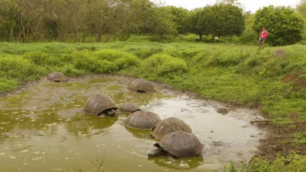 Galapagos Giant Tortoise Santa Cruz Island Galapagos Islands Tourist Photographing — Vídeo de Stock