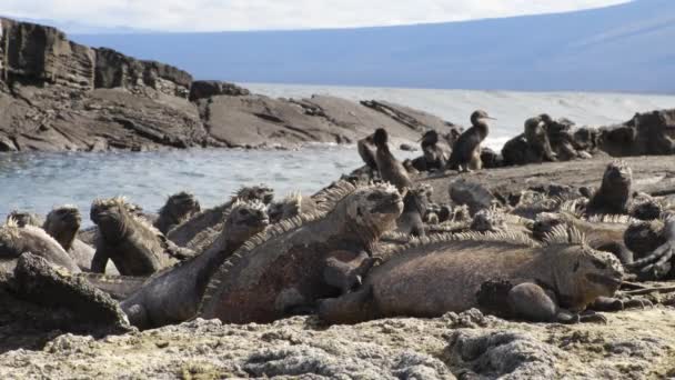 加拉帕戈斯动物 Galapagos Animals 加拉帕戈斯群岛费尔南迪纳岛蓬塔埃斯皮诺萨的海洋伊瓜纳 Marine Iguana 和无飞行的验尸动物 令人惊奇的野生动植物和自然与许多特有物种一起展示 — 图库视频影像
