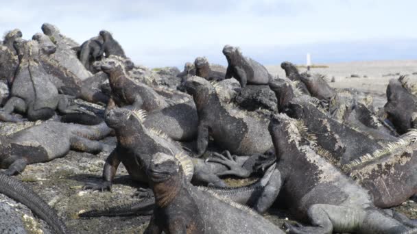 加拉帕戈斯群岛的海洋鬣蜥睡在加拉帕戈斯群岛费尔南迪纳岛的火山岩上 众多小鬣蜥休息的背景 — 图库视频影像