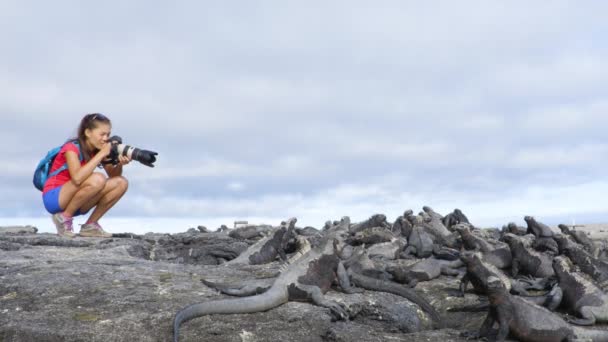 Galapagos Tourist Photographer Taking Photos Marine Iguanas Fernandina Island Espinoza — Stock Video