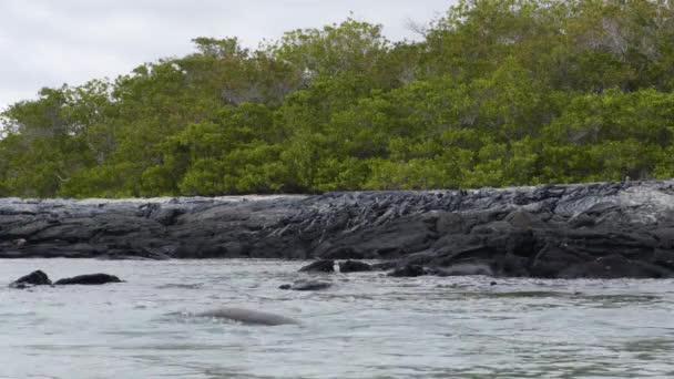 ガラパゴス諸島の動物野生動物 ガラパゴス諸島フェルナンディナ島のビーチを背景にした巨大なマリンイグアナ日光浴のグループと遊び心のある海のライオン — ストック動画