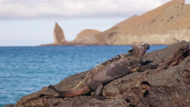 加拉帕戈斯群岛旅游胜地的标志是在圣地亚哥岛上的平顶岩和海洋伊瓜纳鱼鼻子排泄盐 背景中的Bartolome 著名的加拉帕戈斯游轮目的地和地标 — 图库视频影像
