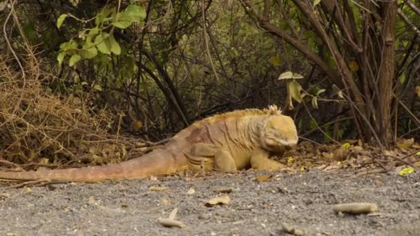 Galapagosöarna Land Iguana Går Sin Väg Stora Gula Manliga Land — Stockvideo