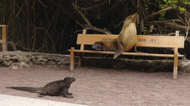 Islas Galápagos Divertida Escena Animales Lindos Lobos Marinos Sentados Banco — Vídeo de stock