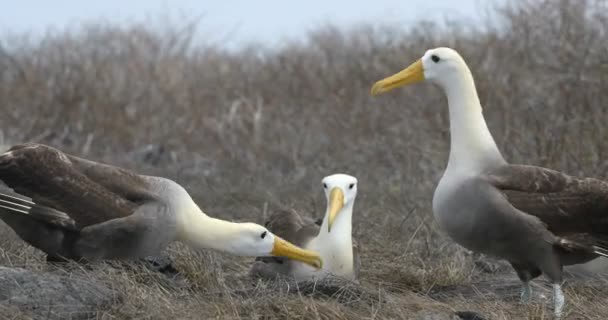 Galapagos Albatross Aka Waved Albatrosses Paring Dans Verkering Ritueel Espanola — Stockvideo