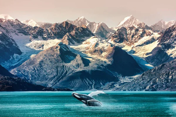 Alaska Balinası Tekne Gezisini Izliyor Çerideki Dağ Manzarası Lüks Seyahat — Stok fotoğraf