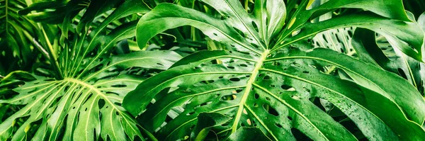 Trópusi Növények Panoráma Banner Háttér Zöld Levelek Monstera Deliciosa Svájci — Stock Fotó