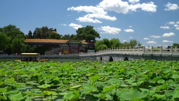 北京の中国庭園 有名な公共公園 中国の美しい青空の夏の日に巨大な睡蓮の植物 橋や伝統的な建物 地元の人や観光客が利用する — ストック動画