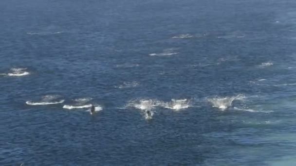 Delfinek Átugranak Lazkáznak Dalls Porpoise Pod Alaszkában Úgy Néz Mint — Stock videók