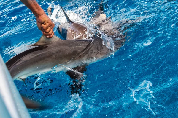 Pêche Requin Activité Nautique Illégale Coupe Poissons Mer Pour Commerce — Photo