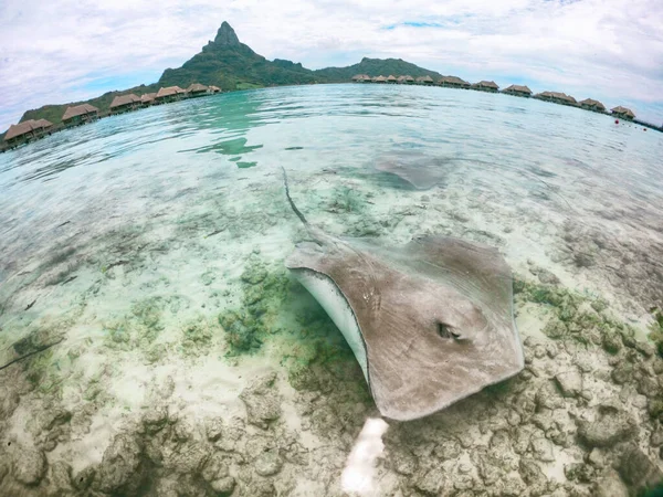 Stingray Swimming Ocean Water Bora Bora Hotel Shore Fun Tourist — Stock Photo, Image