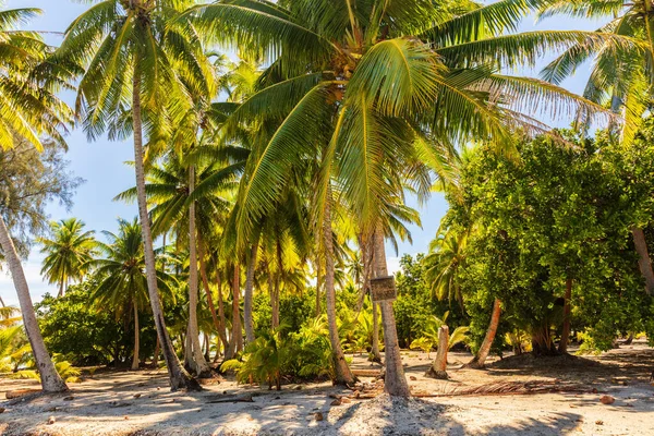 Palmy Pláži Ostrov Útěk Svěží Tropické Pozadí Exotická Destinace Cestování Stock Fotografie