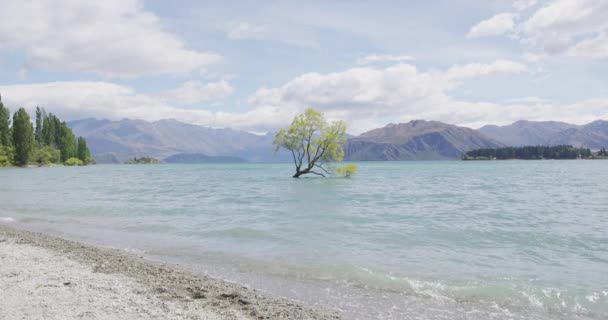 Podróżować Szczęśliwy Turysta Kobieta Skoków Radości Wanaka Jezioro Drzewo Nowa — Wideo stockowe