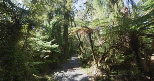 Yeni Zelanda Bataklık Ormanı Tabiat Yolu Yeni Zelanda Nın Güney — Stok video