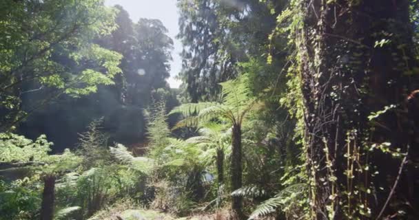 Пара Новой Зеландии Путешествующая Болотным Лесам Фотографирующая Шип Крик Западном — стоковое видео