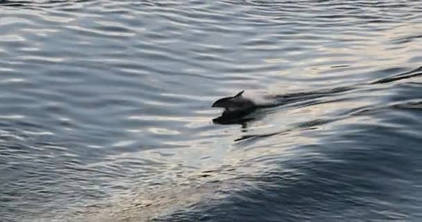 阿拉斯加的海豚跳出了水面 阿拉斯加野生动物 从阿拉斯加游轮上看到的太平洋白海豚 — 图库视频影像