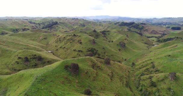 Farmland Naturlandschaft Den Idyllischen Hügeln Der Landschaft Der Nordinsel Neuseelands — Stockvideo