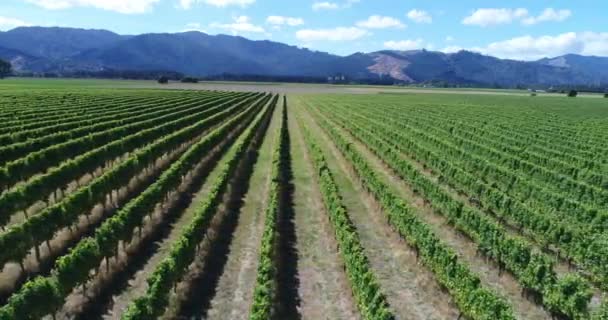 Vineyard New Zealand Marlborough Grape Vines Wine Making Wine Countryside — Stock Video