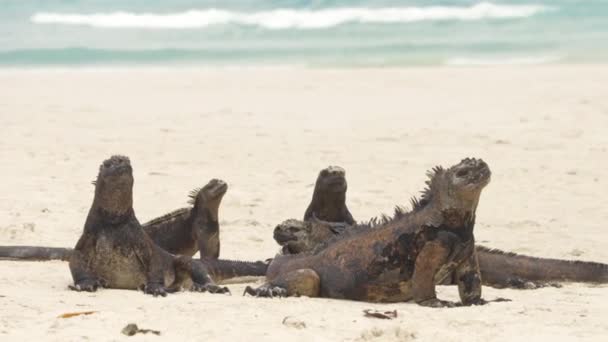 Zwierzęta Wysp Galapagos Marine Iguanas Plaży Tortuga Bay Santa Cruz — Wideo stockowe