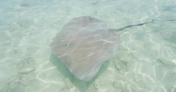 Travel Adventure Woman Stingray Sup Paddleboard Stingrays Bora Bora Hotel — Vídeo de Stock