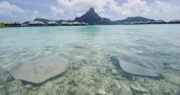 Bora Bora Stingray在法属波利尼西亚 Bora Bora Tahiti拍摄了大自然中的动物和水上平房以及青海山的视频 Pov手在清澈的水中摸黄貂鱼 红色相机慢动作 — 图库视频影像