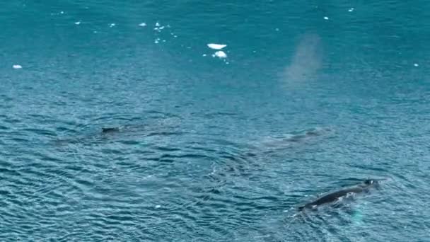 Video Droni Aerei Megattera Balene Megattere Che Irrompono Spruzzando Blowhole — Video Stock
