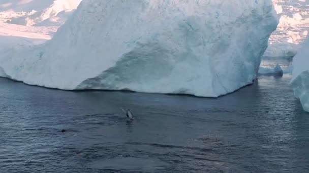 Семья Горбатых Китов Прорывается Обрызгивания Айсберга Арктической Природе Гренландии Ландшафте — стоковое видео