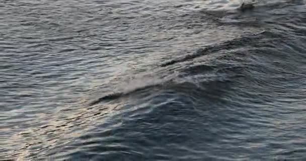 Alaszkában Delfinek Kiugranak Vízből Alaszkai Vadvilág Csendes Óceáni Fehér Delfinek — Stock videók