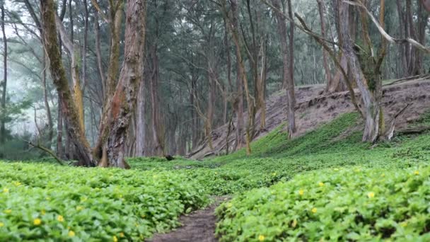 Sentiero Forestale Piante Fiore Che Crescono Contro Gli Alberi Vista — Video Stock
