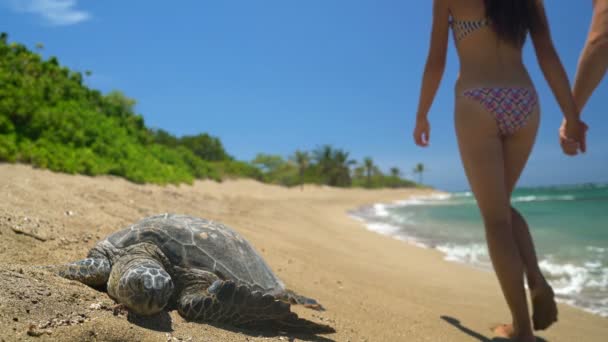 Χαβάη Σκηνή Παραλία Θαλάσσια Χελώνα Και Ρομαντικό Ζευγάρι Κρατώντας Χέρια — Αρχείο Βίντεο