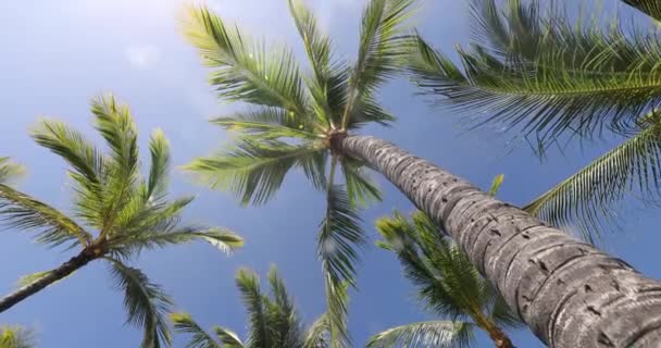 Yaz Plajı Palmiye Ağaçları Mavi Gökyüzü Manzarasına Karşı Tropikal Karayip — Stok video