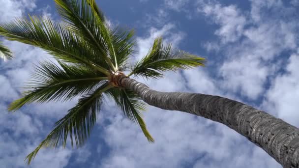 Παλάμη Καλοκαίρι Παραλία Φόντο Φοίνικες Κατά Μπλε Ουρανό — Αρχείο Βίντεο