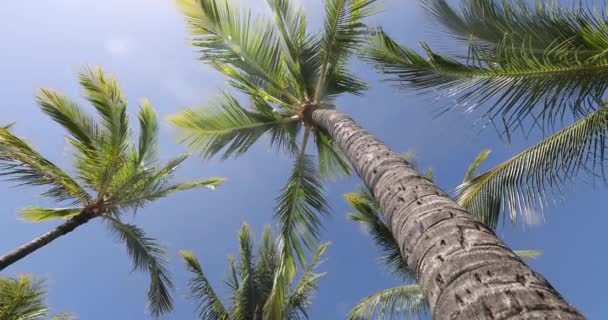Φοίνικες Καλοκαίρι Παραλία Φόντο Φοίνικες Κατά Μπλε Του Ουρανού Και — Αρχείο Βίντεο