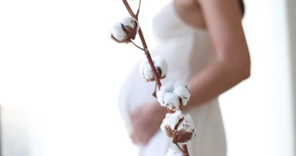Βιολογικά Βαμβακερά Ρούχα Για Εγκύους Και Νεογέννητα Βαμβάκι Λουλούδι Cottengrass — Αρχείο Βίντεο