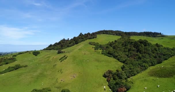 Idyllische Landschaft Bewirtschaftete Naturlandschaft Mit Hügeln Voller Schafe Auf Gras — Stockvideo