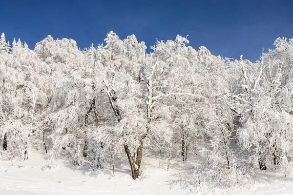 ウィンターワンダーランド 魅惑的な冬の陛下 輝かしい青い空に向かって雪に覆われた木 静かな自然の肖像画 — ストック写真