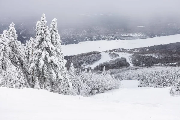 Мон Тремблант Зимова Країна Чудес Лижними Схилами Вид Снігові Сосни — стокове фото
